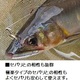 ダイワ 快適ハンドリングハナカンゴールド（8個入）